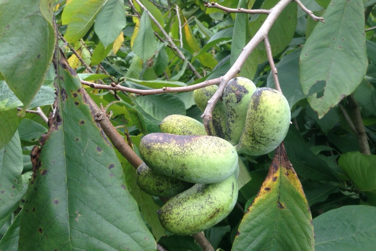 【2025年新物入荷！】
今年も大分県湯布院の生産者さんのポポージャムをお届けします！