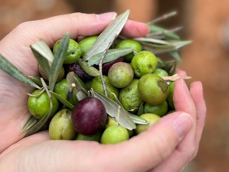 見事な翠色のオリーブオイル。